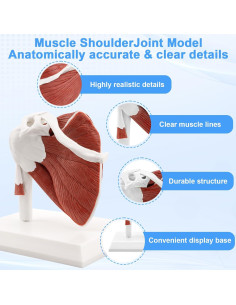 Modelo de Articulación del Hombro Musculoso TYRRDE 1:1 2