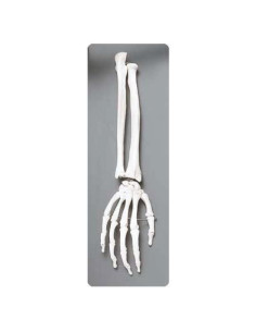 Modelo Anatómico de Hombro FEI - Articulación Funcional 23cm