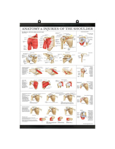 Cartel de Anatomía del Hombro Laminado 61x45.7 cm