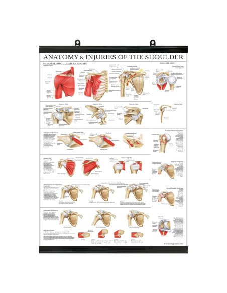 Cartel de Anatomía del Hombro Laminado 61x45.7 cm