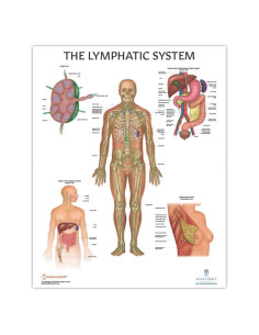 Póster Laminado del Sistema Linfático Humano 57x44 cm