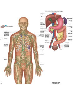 Póster Laminado del Sistema Linfático Humano 57x44 cm 2