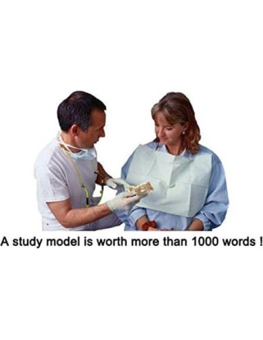 Modelo Typodont Dental Airgoesin para Enfermedad Periodontal