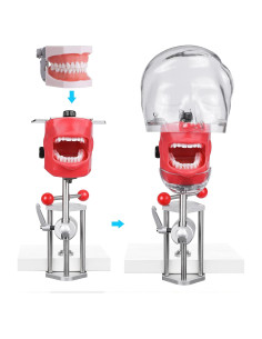 Cabeza Fantasma Simulador de Boca ANNWAH para Dentistas 43x17.8cm