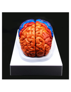 Modelo de Cerebro Humano a Tamaño Real XINDAM - Anatómico y Colorido