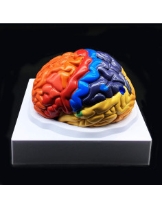 Modelo de Cerebro Humano a Tamaño Real XINDAM - Anatómico y Colorido 2