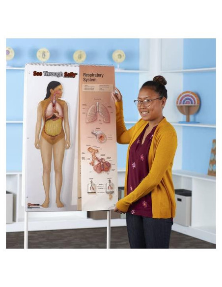 Exhibición Anatomía Humana United Scientific 12 Gráficos