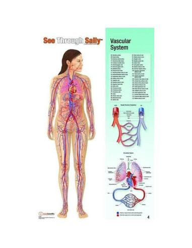 Exhibición Anatomía Humana United Scientific 12 Gráficos