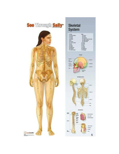 Exhibición Anatomía Humana United Scientific 12 Gráficos