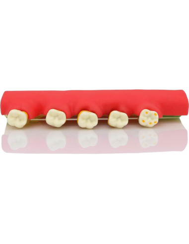 Modelo Typodont Dental M4010 para Enfermedades Periodontales