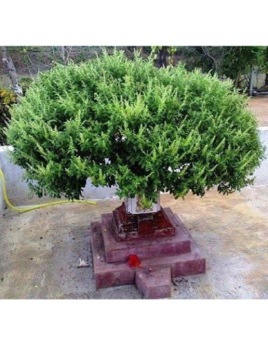 Collar de Cuentas de Oración Tulsi Sagrado 83.82 cm - Mala Japa