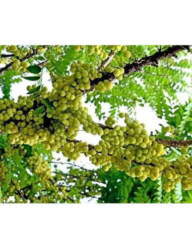 Collar de Cuentas de Oración Tulsi Sagrado 83.82 cm - Mala Japa