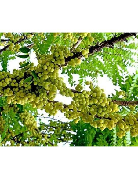 Collar de Cuentas de Oración Tulsi Sagrado 83.82 cm - Mala Japa