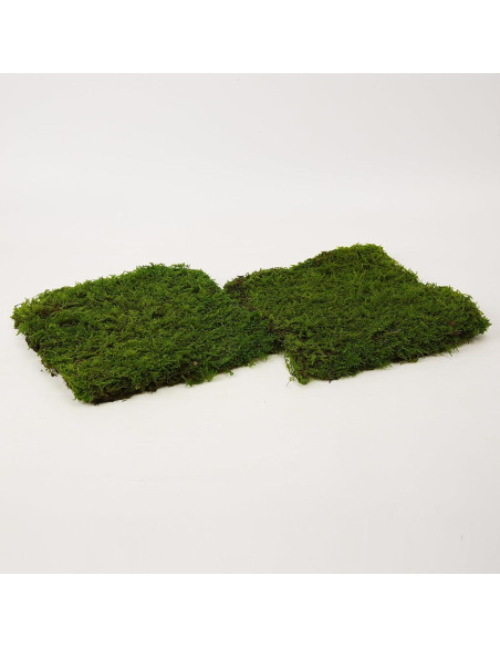 Musgo Preservado Verde Natural SZYD 2 Pies Cuadrados Decorativo