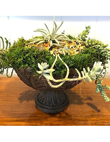 Musgo Preservado Verde Natural SZYD 2 Pies Cuadrados Decorativo