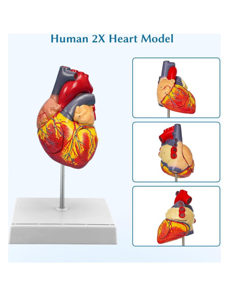 Modelo de Corazón Anatómico Ampliado SFXYJ 4 Partes 49 Estructuras Modelo de Corazón Anatómico Ampliado SFXYJ 4 Partes 49 Estructuras