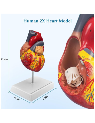 Modelo de Corazón Anatómico Ampliado SFXYJ 4 Partes 49 Estructuras