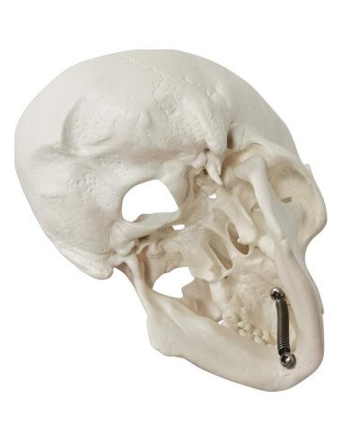 Modelo de Cráneo Humano Mini 3 Piezas EVOTECH 9.9 cm