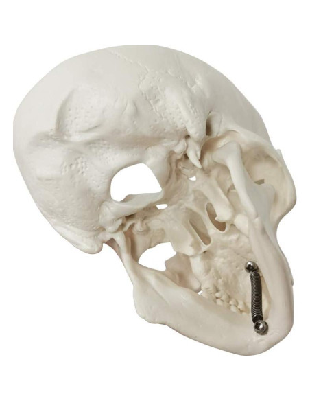 Modelo de Cráneo Humano Mini 3 Piezas EVOTECH 9.9 cm Modelo de Cráneo Humano Mini 3 Piezas EVOTECH 9.9 cm