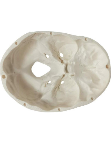 Modelo de Cráneo Humano Mini 3 Piezas EVOTECH 9.9 cm