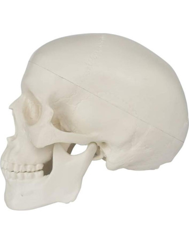 Modelo de Cráneo Humano Mini 3 Piezas EVOTECH 9.9 cm