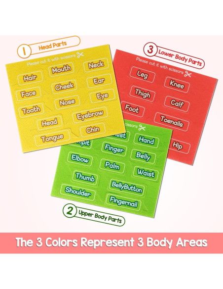 Tablero de Fieltro Cuerpo Humano AKAYOK 36 Piezas Educativo