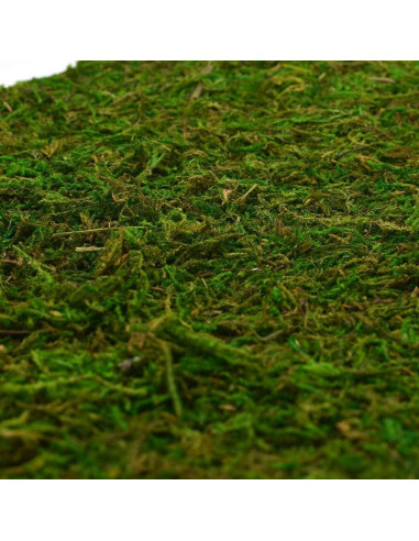 Alfombra de Musgo Seco BYHER Verde 35 x 23 cm para Decoración