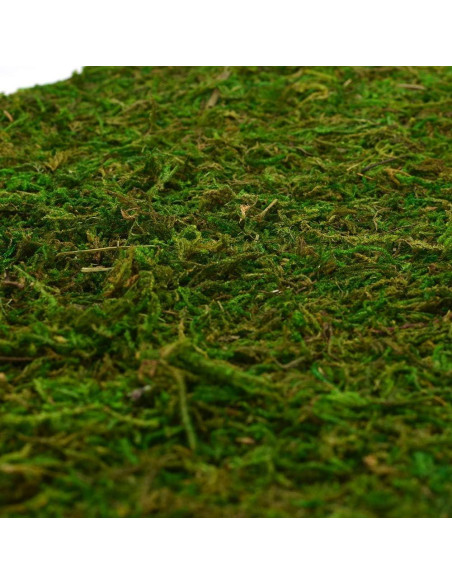 Alfombra de Musgo Seco BYHER Verde 35 x 23 cm para Decoración