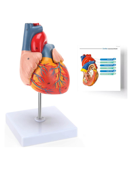 Modelo de Corazón Humano RONTEN 2 Piezas a Tamaño Real Modelo de Corazón Humano RONTEN 2 Piezas a Tamaño Real