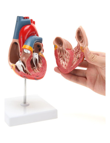 Modelo de Corazón Humano RONTEN 2 Piezas a Tamaño Real