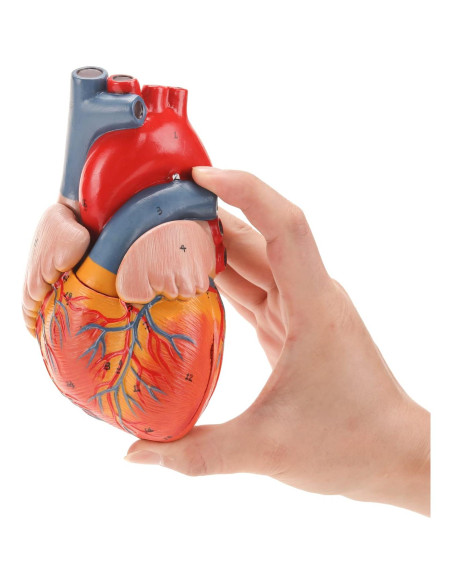 Modelo de Corazón Humano RONTEN 2 Piezas a Tamaño Real Modelo de Corazón Humano RONTEN 2 Piezas a Tamaño Real