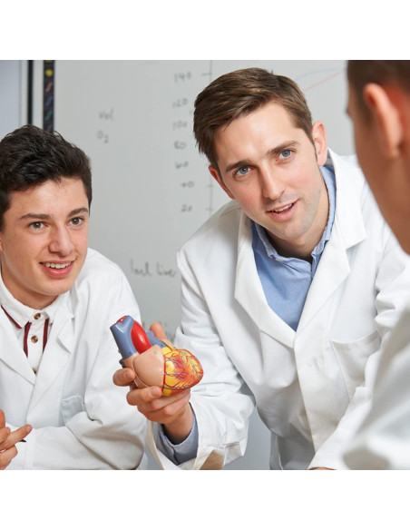 Modelo de Corazón Humano RONTEN 2 Piezas a Tamaño Real Modelo de Corazón Humano RONTEN 2 Piezas a Tamaño Real