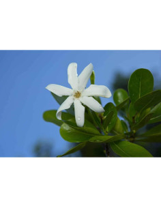 Aceite de Coco Tiare Monoi Tiki Tahiti 118 ml - Hidratante Piel y Cabello 2