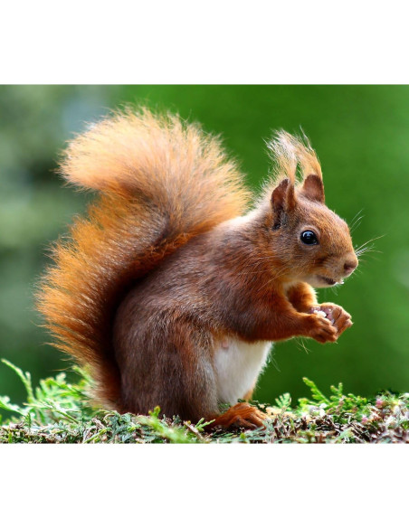 Lente Telefoto Manual JINTU 135mm f/2.8 para Nikon Lente Telefoto Manual JINTU 135mm f/2.8 para Nikon