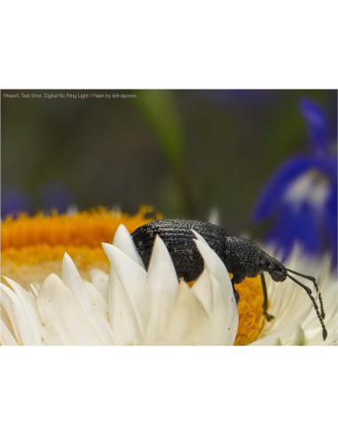 Luz en Anillo LED Macro Digital Nc MR48 para Olympus