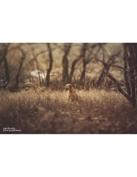 Lente Composer Pro II Lensbaby Edge 80 para Canon EF