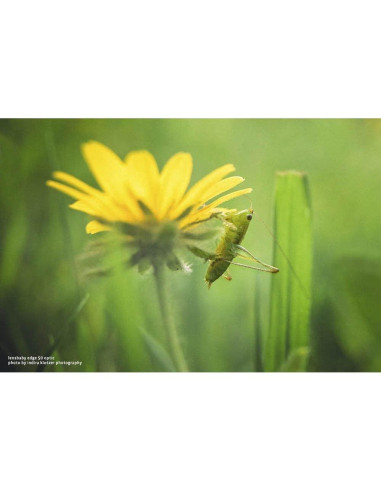 Lente Composer Pro II Lensbaby Edge 50mm f/3.2