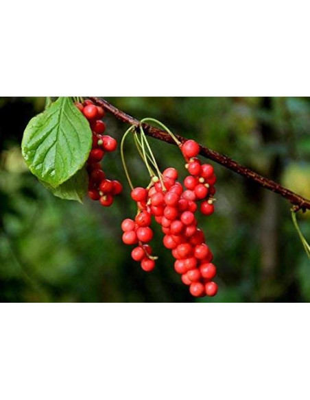 Baya de Schisandra Nature Tea 113.4 g - 100% Natural