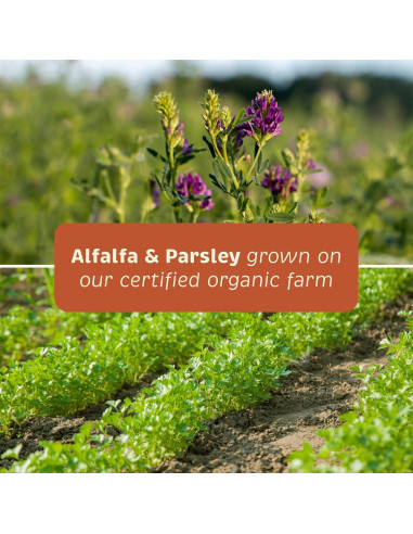 Suplemento Salud Integral para Perros Standard Process 90 Tabletas