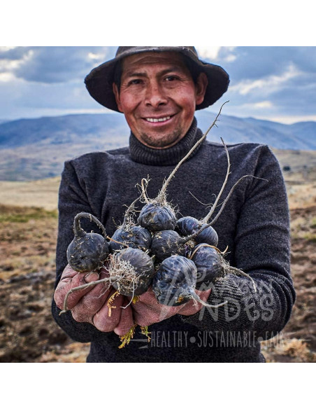 Cápsulas de Maca Premium Amazon Andes 3000mg - Energía y Rendimiento