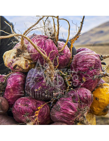 Cápsulas de Maca Premium Amazon Andes 3000mg - Energía y Rendimiento