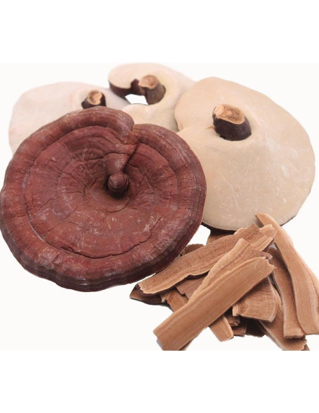 Hongos Reishi Secos Nature Tea 0.45 kg - Producto de Japón Hongos Reishi Secos Nature Tea 0.45 kg - Producto de Japón