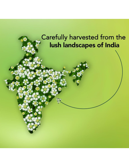 Aceite Esencial de Raíz de Angélica Majestic Pure 8.8 ml Aceite Esencial de Raíz de Angélica Majestic Pure 8.8 ml