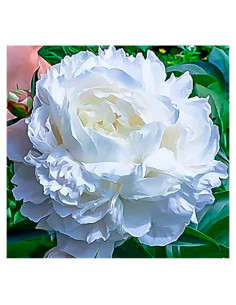 Bulbos de Peonía Doble Blanca Duchess De Nemours - Raíz Desnuda 3-5 Ojos
