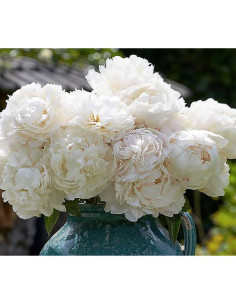 Bulbos de Peonía Doble Blanca Duchess De Nemours - Raíz Desnuda 3-5 Ojos 2