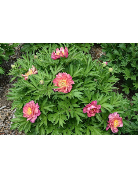 Raíz de Peonía Itoh Julia Rosa - 1 Unidad - Fácil Cultivo Raíz de Peonía Itoh Julia Rosa - 1 Unidad - Fácil Cultivo