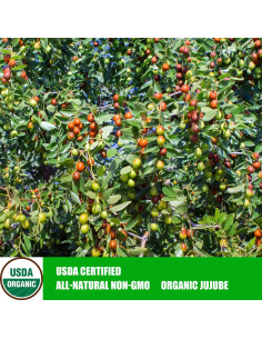 Fechas Rojas Chinas Jujube Orgánico 500g - Snack Saludable 2