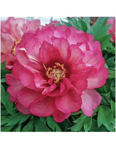 Raíz de Peonía Itoh Julia Rosa - 1 Unidad - Fácil Cultivo