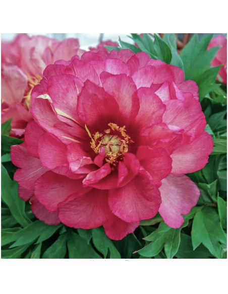 Raíz de Peonía Itoh Julia Rosa - 1 Unidad - Fácil Cultivo Raíz de Peonía Itoh Julia Rosa - 1 Unidad - Fácil Cultivo