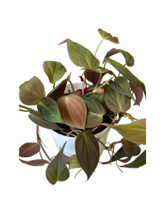 Philodendron Micans Hederaceum 10 cm - Planta Corazón Hopewind